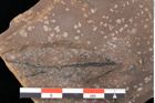 Foto (Detailansicht) von Quercus palaeoilex Ettingshausen (NHMW-GEO-2024-0188-0747)